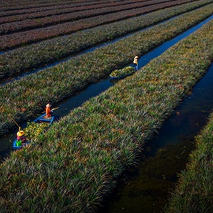Hậu Giang - Khóm Cầu Đúc - Mương Đình