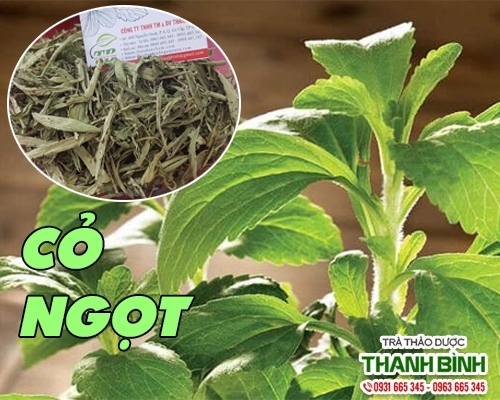 MUA BÁN CÂY CỎ NGỌT TẠI QUẬN 1 CÓ TÁC DỤNG ĐIỀU TRỊ TIỂU ĐƯỜNG AN TOÀN NHẤT