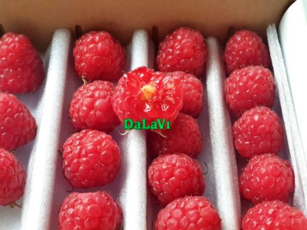 PHÚC BỒN TỬ ĐỎ