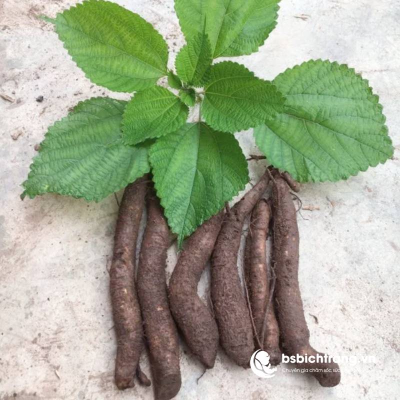 Tác dụng của củ gai trong việc điều trị động thai? Chia sẻ từ Bs Bích Trang BMT